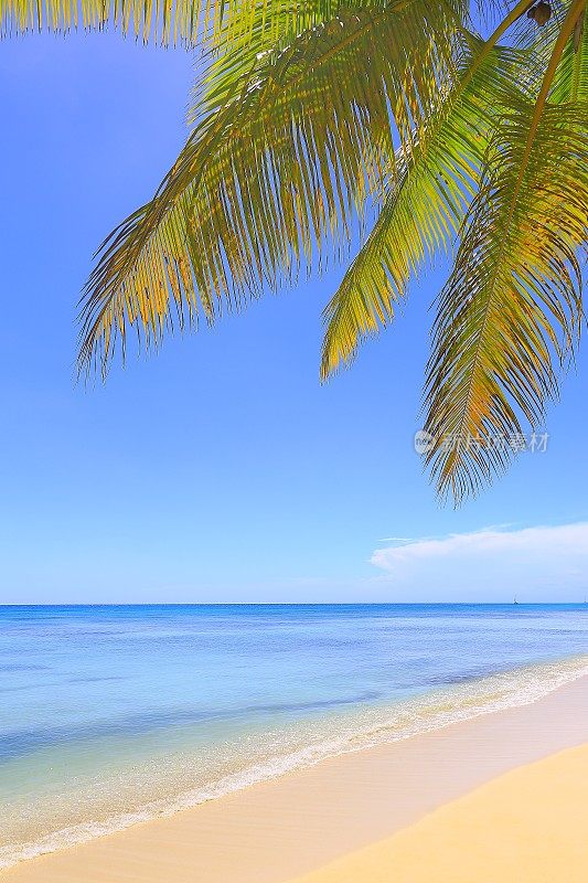 热带天堂:田园幽静的沙滩，绿松石般的海滩，绿色的棕榈树
