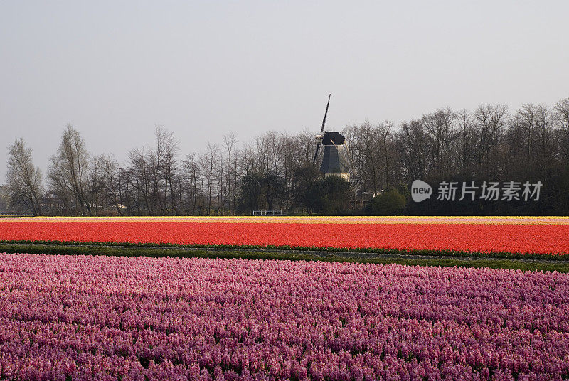 春天日落时的荷兰风景