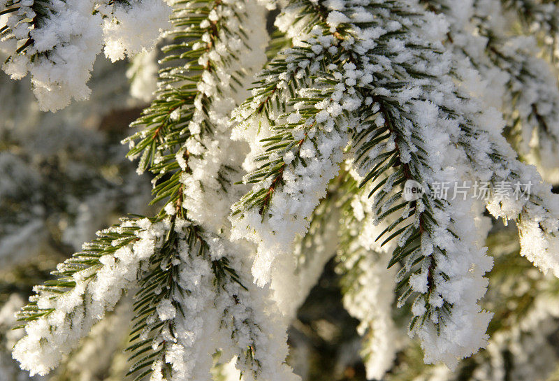 雪树