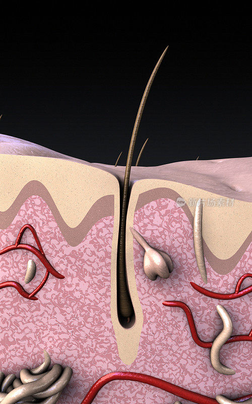 人类皮肤表皮和毛囊