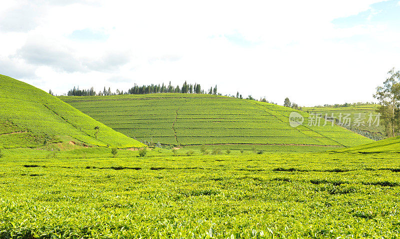 卢旺达:马塔茶园