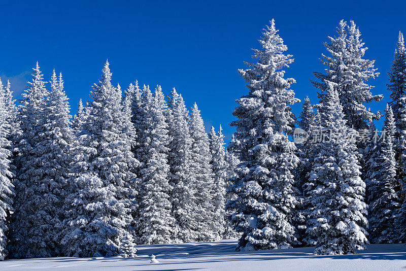 冬天的雪树