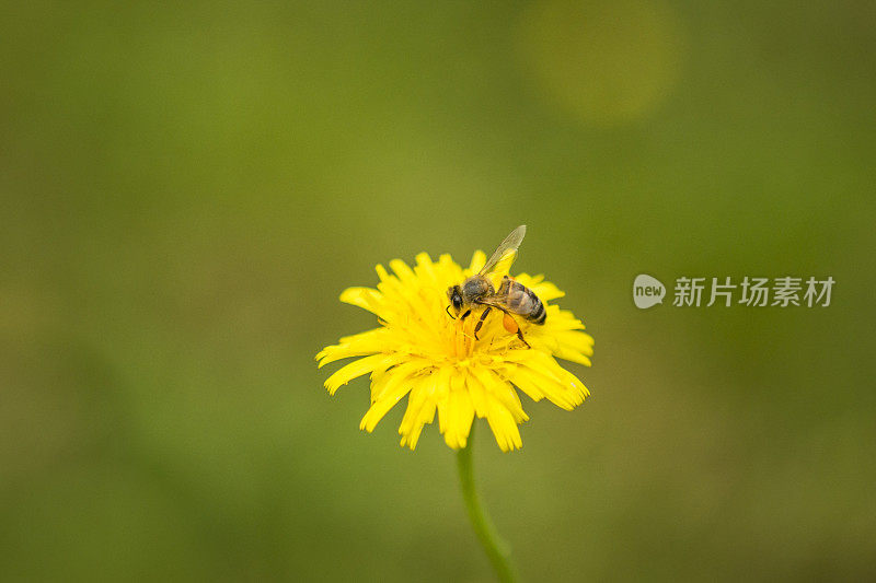 花上的蜜蜂