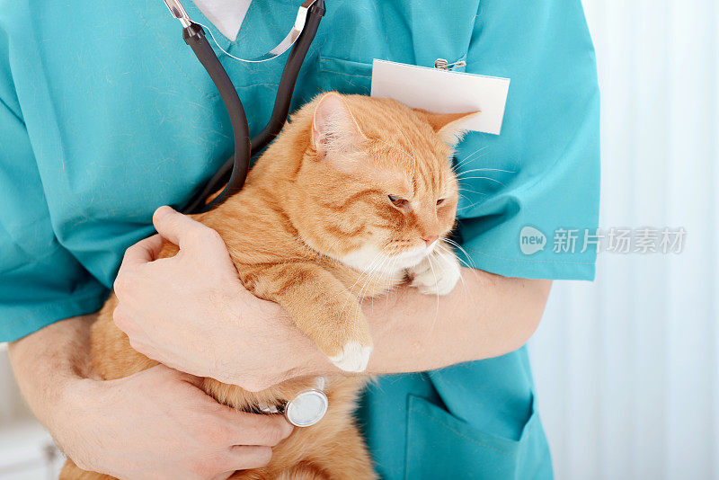 兽医检查美丽的成年猫