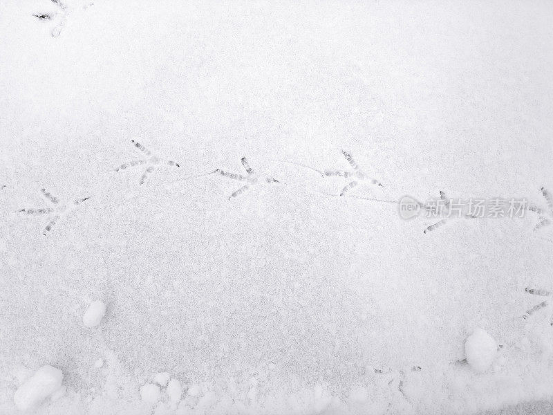 雪地上有鸟的脚印。