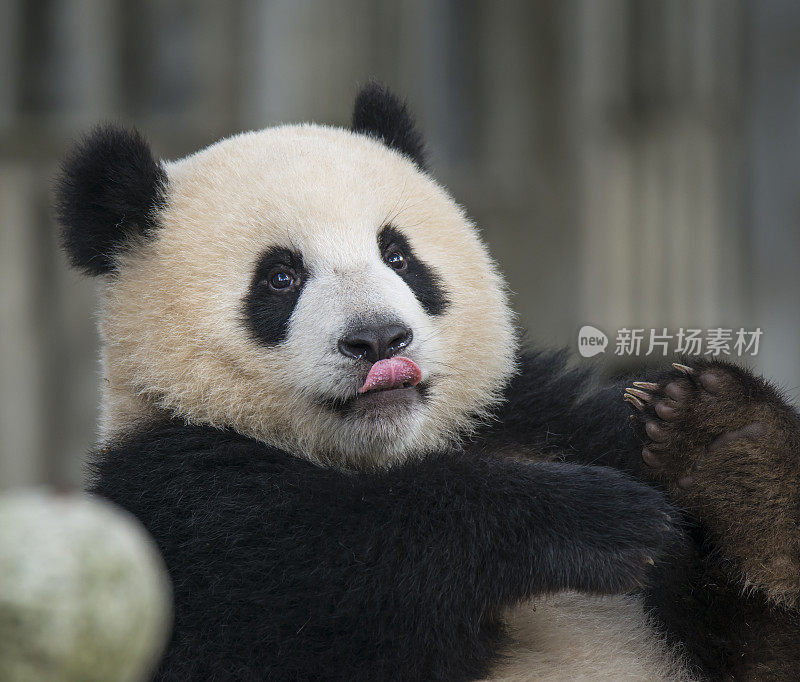 中国的大熊猫幼崽