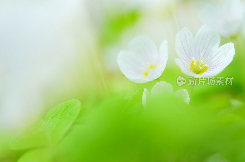 木酢浆草属的花