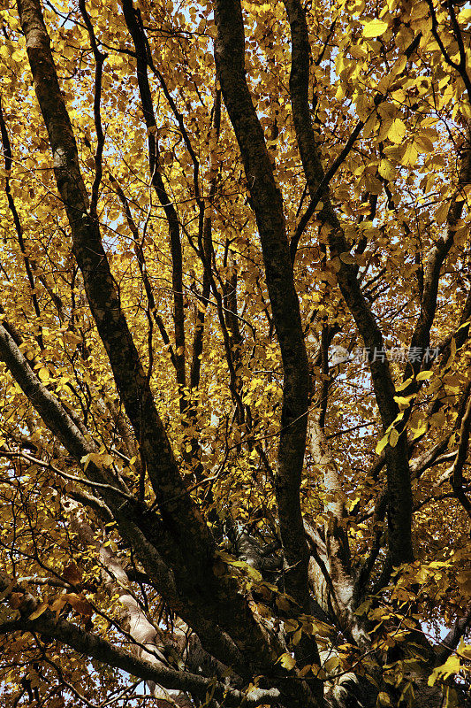 秋天的山毛榉树