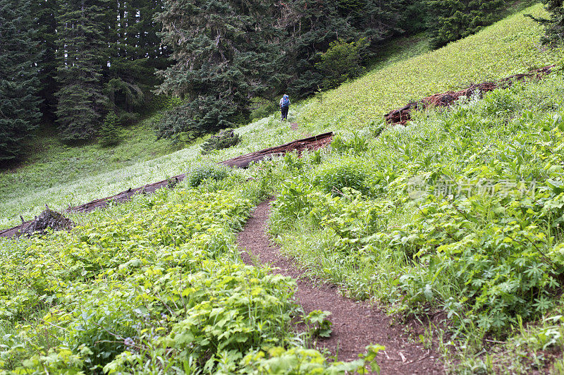 森林小径与男性徒步背包西部俄勒冈山