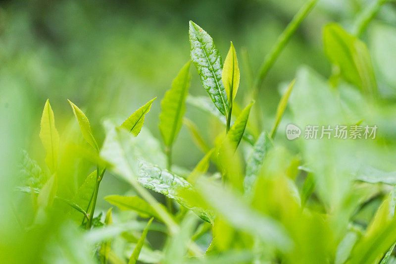 新鲜的茶叶