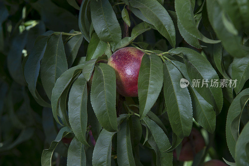 油桃成熟的特写