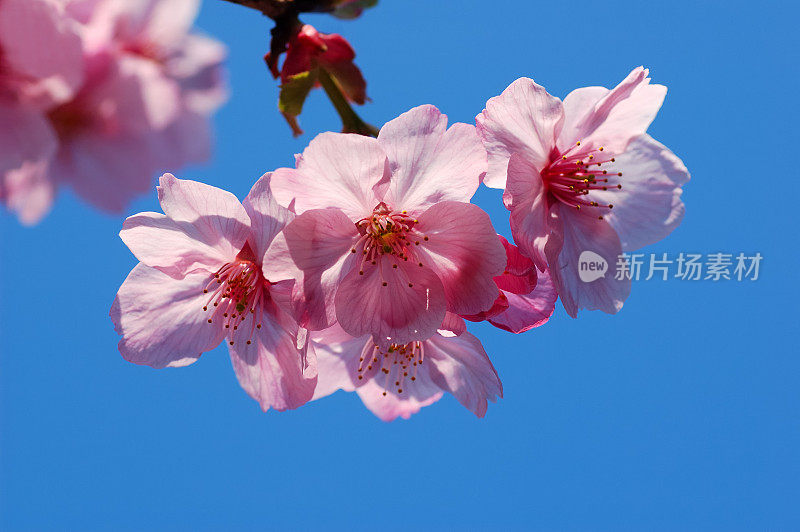 樱花映天