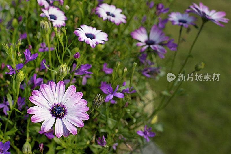 在夏日的花丛中，有一群玛格丽特雏菊