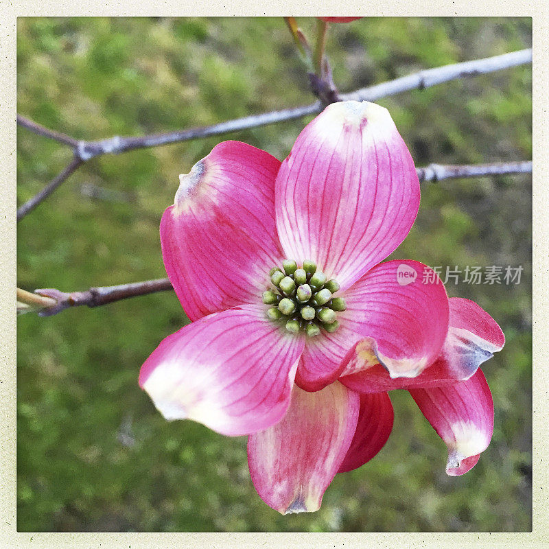 粉红色的山茱萸在春天的树上开花