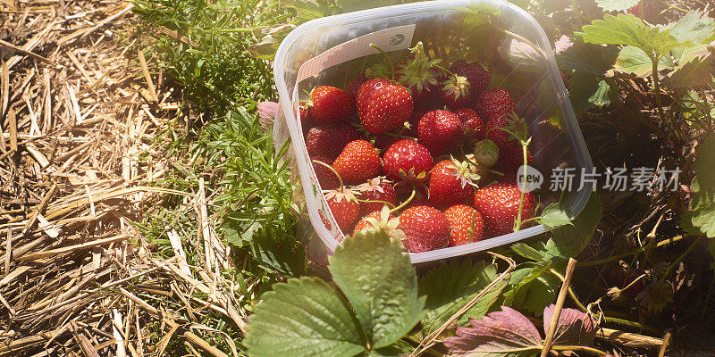 新鲜采摘的草莓装在塑料筐里