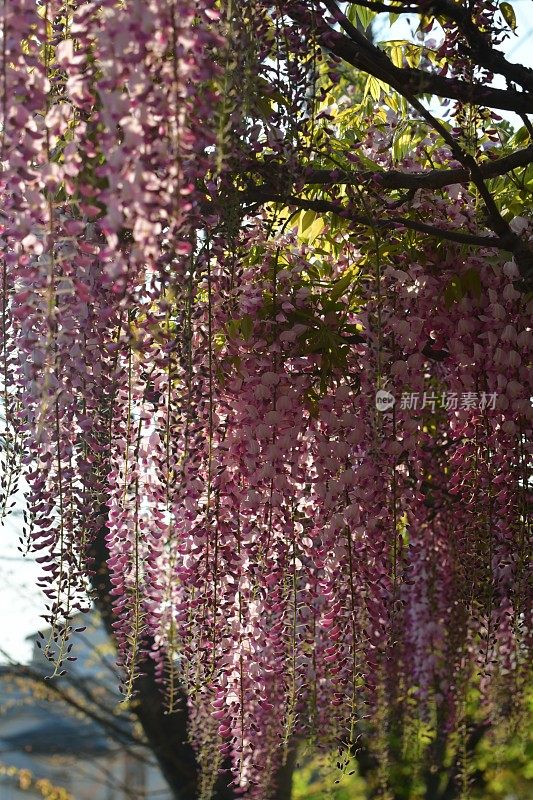 日本紫藤花