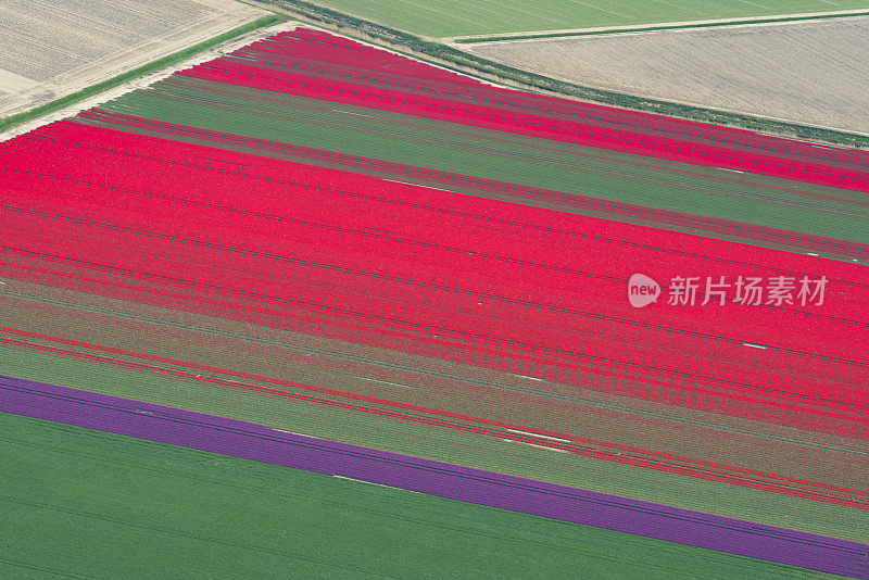 荷兰春季郁金香花海的鸟瞰图