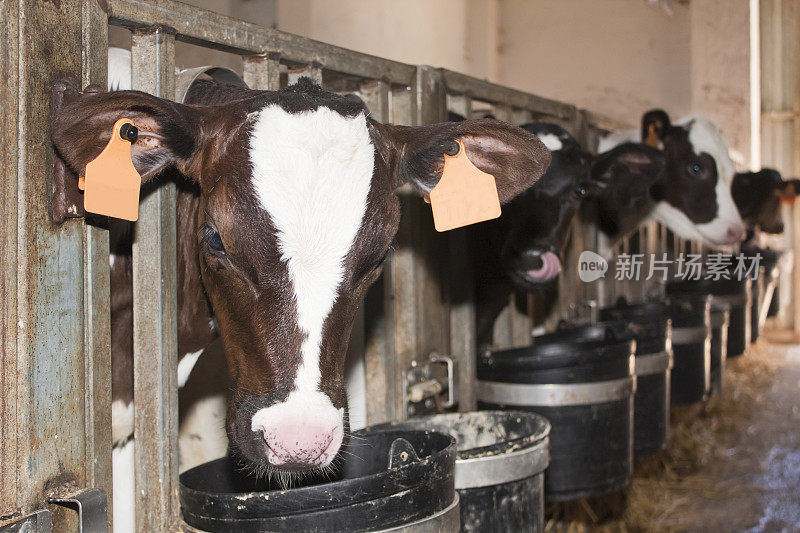 美丽的荷斯坦奶牛吃东西的特写。