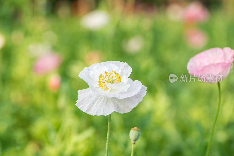 在阳光明媚的日子里，普通的罂粟花在花园里盛开