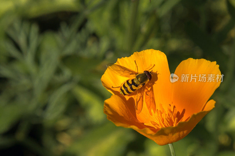 夏日阳光明媚的花园里，一朵带着昆虫的黄花