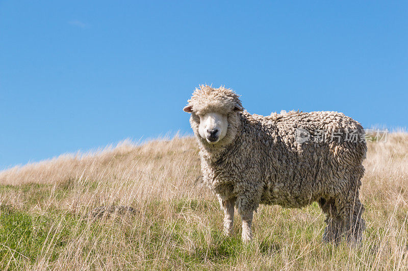 在草坡上吃草的美利奴羊