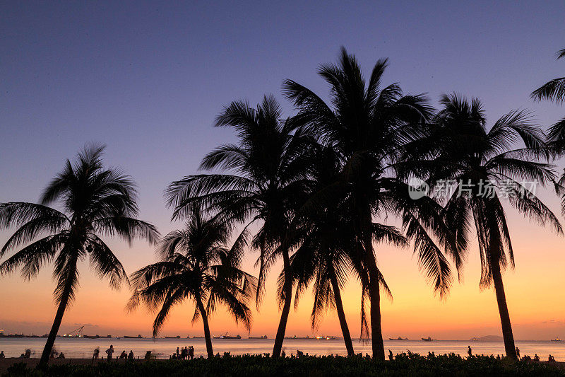 夕阳中的棕榈树