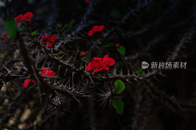 令人惊叹美丽的野生仙人掌红花背景