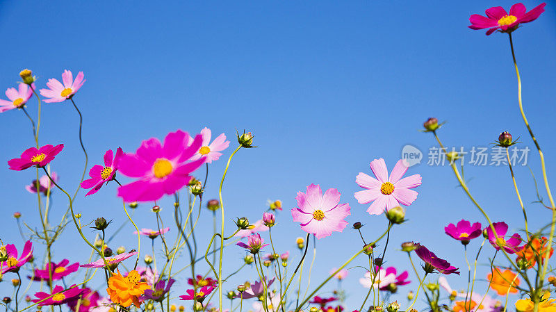 晴空下的宇宙花