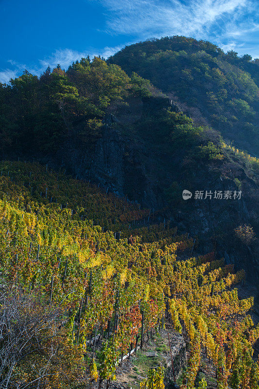 葡萄园在Ahrvalley