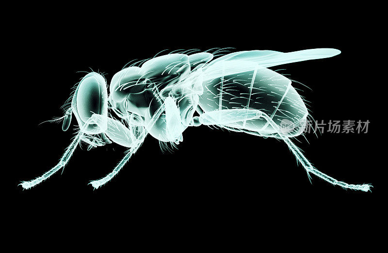 x射线图像的昆虫孤立的黑色裁剪路径