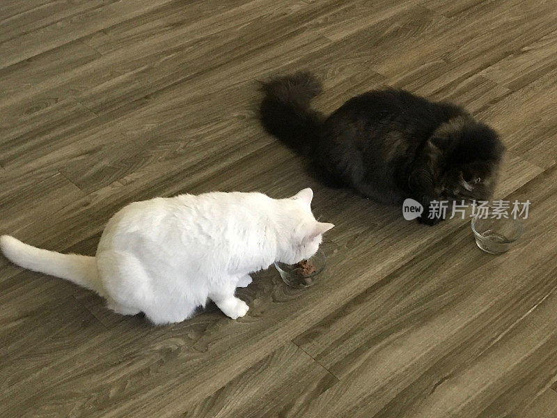 两只猫，一只缅因猫和一只土耳其安哥拉猫正在吃他们的晚餐。