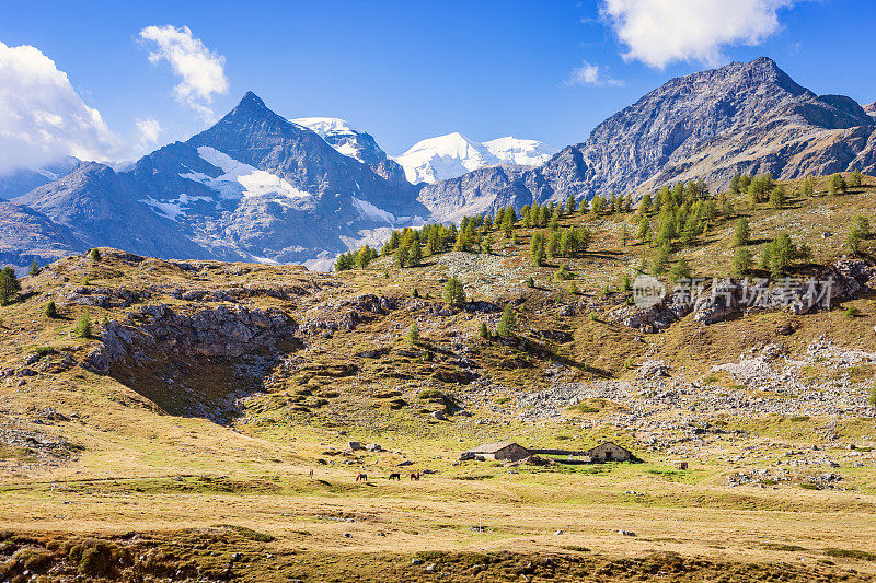 农场的马和山峰的伯尔尼纳山脉在瑞士