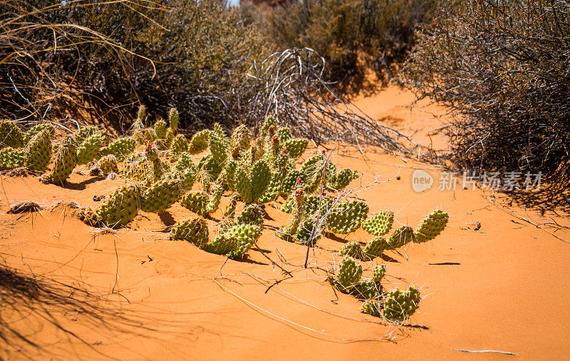 绿色的仙人掌在摩押沙漠。犹他州的干旱景观