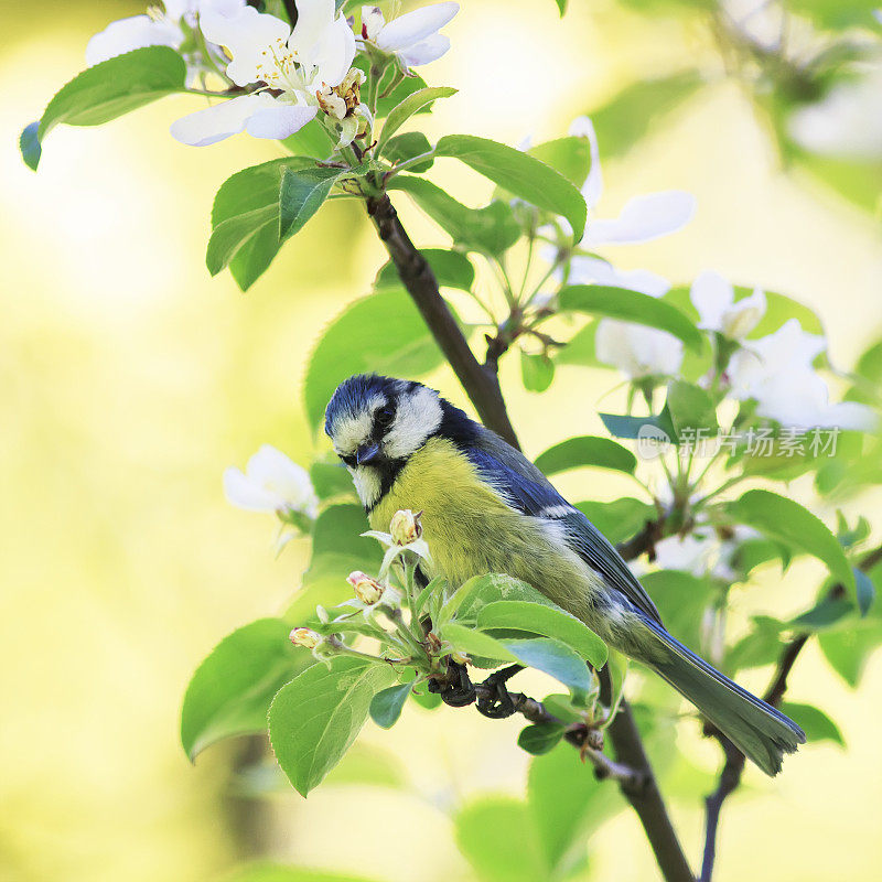 有趣的明亮的鸟蓝色山雀坐在一个盛开的枝在春天的花园在五月初