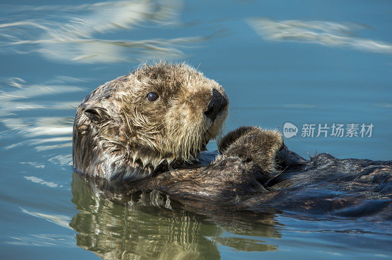 野生海獭在平静的海水中休息