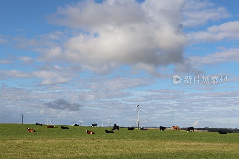 田间肉牛