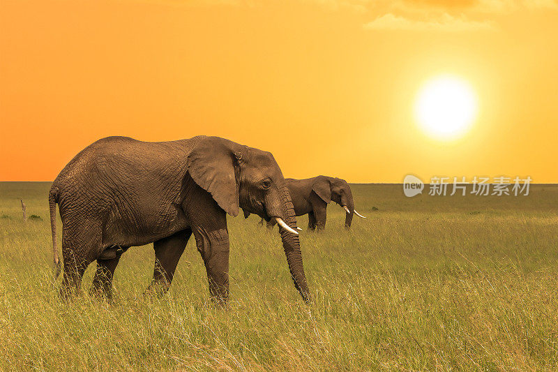 日落时分，非洲象在大草原上行走