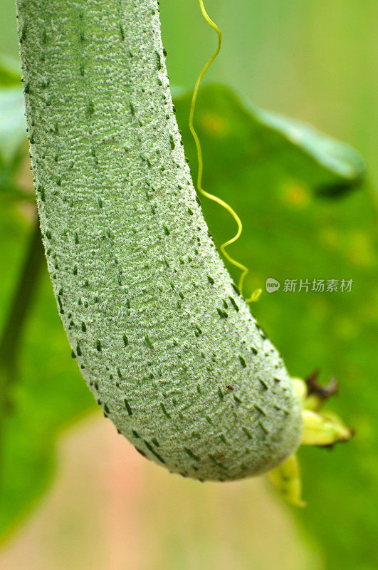 丝瓜葫芦植物