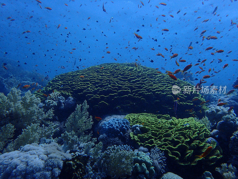 活跃的珊瑚礁