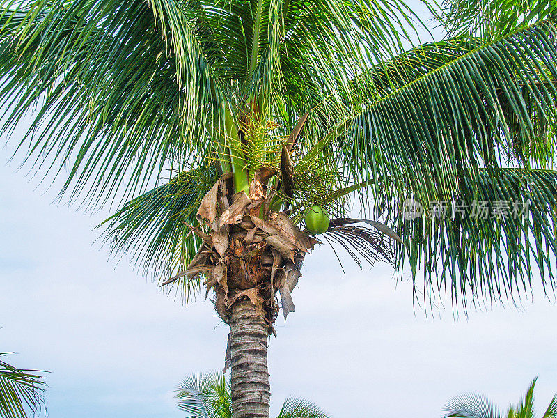 棕榈树和椰子在天空的背景