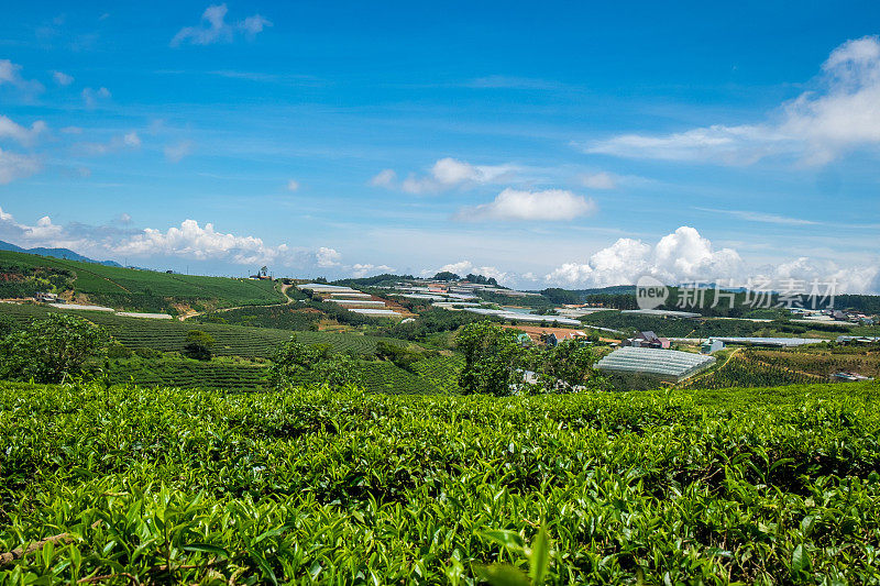 越南大叻的绿茶山。考达绿茶山距离大拉特市中心约25公里。这是游客最喜欢的地方之一