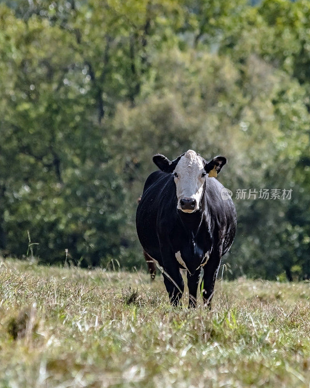黑头秃牛在夏末牧场-垂直