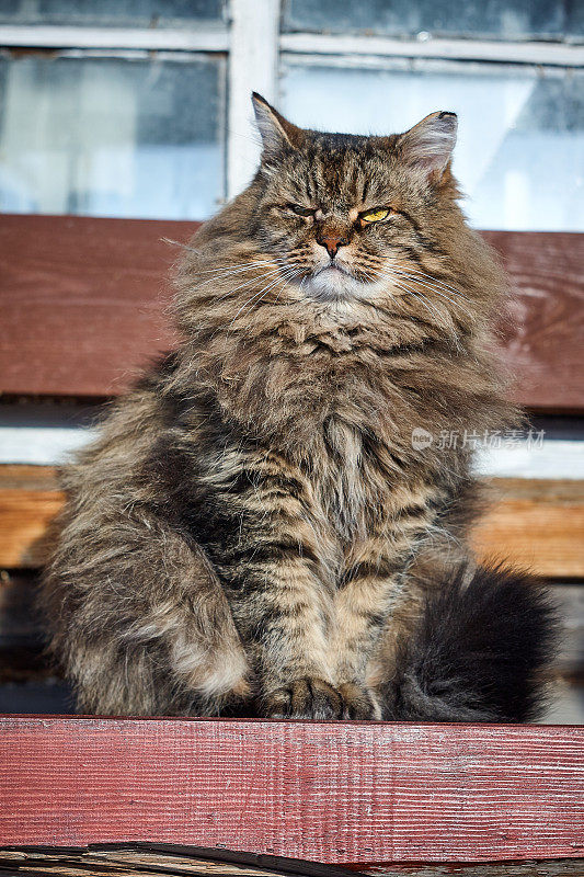严肃地抬头看长凳上的西伯利亚猫