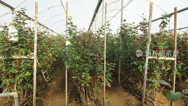 在一个被半透明塑料覆盖的温室内，种植着长茎的白玫瑰