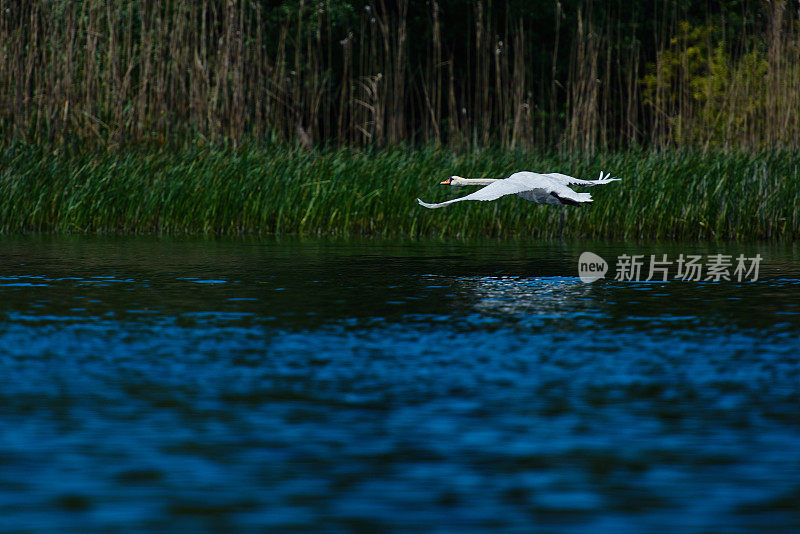 白天鹅在湖面上降落