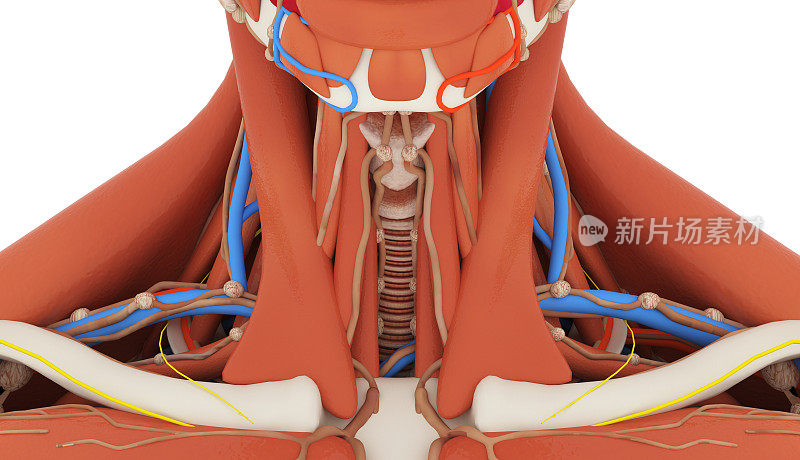 人类喉部和肌肉的正面视图