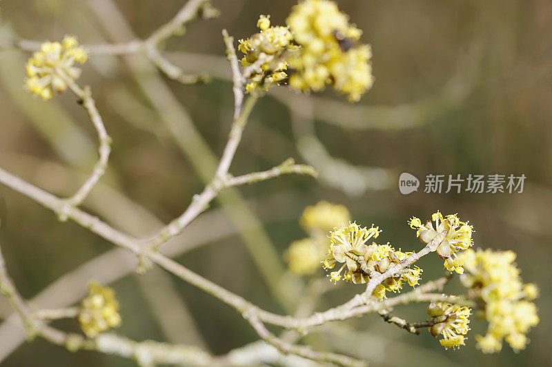 山茱萸(山茱萸)开花