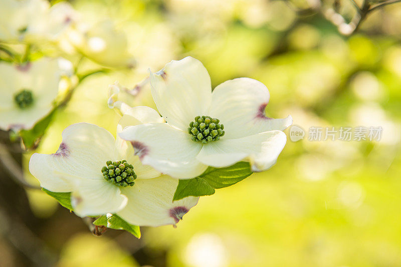 美丽的山茱萸开花的春天，近景模糊的背景