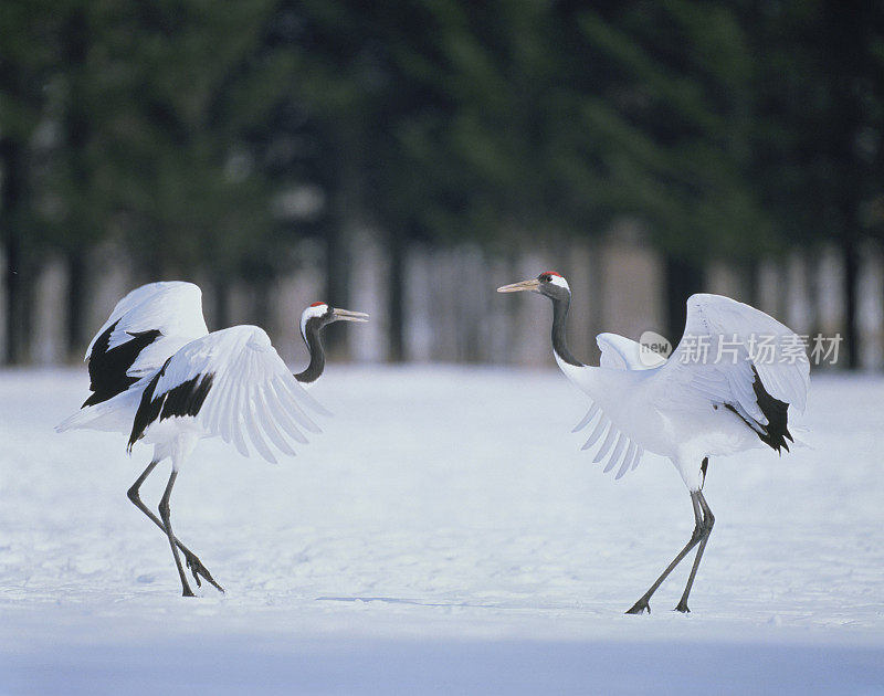 日本北海道钏路，雪原上的日本鹤