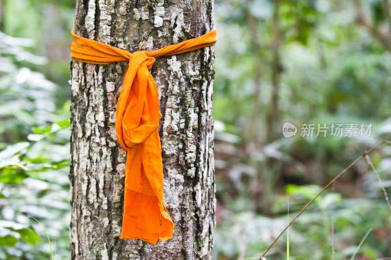 泰国帕拉寺的僧侣们把长袍裹在树上